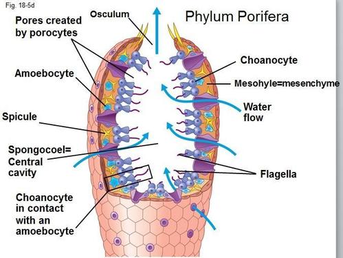 Porifera - The Muscular System Evolution and Development