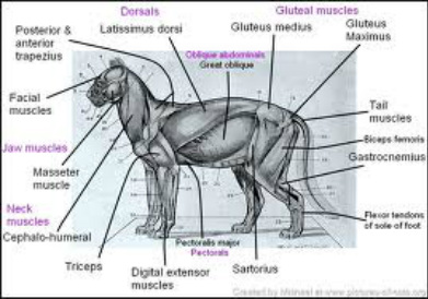 Cheetah - The Muscular System Evolution and Development