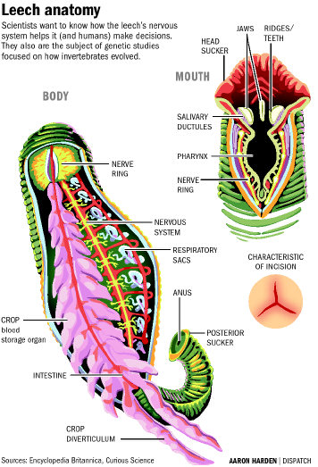 Hook Worm - The Muscular System Evolution and Development