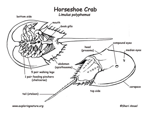 Hopsulator Slim - Masculine — The Horseshoe Crab