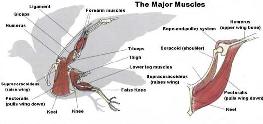 Eagle - The Muscular System Evolution and Development